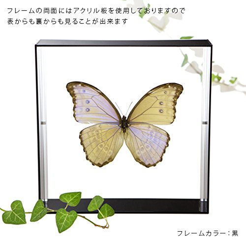 Amazon.co.jp: 蝶の標本 ゴダルティモルフォ ボリビア産